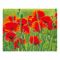 Картина за номерами Strateg Маки у полі на кольоровому фоні розміром 40х50 см (VA-2660)