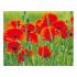 Картина за номерами Strateg Маки у полі на кольоровому фоні розміром 40х50 см (VA-2660)