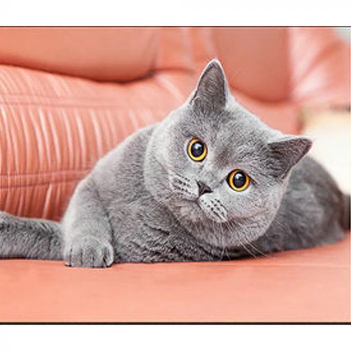 Алмазна мозаїка Strateg ПРЕМІУМ Британська кішка розміром 30х40 см (HEG86888)