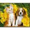 Алмазна мозаїка Strateg ПРЕМІУМ Собака та кіт розміром 30х40 см (HEG86896)