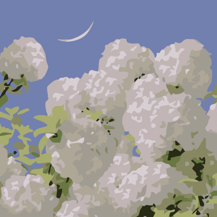 Картина за номерами Strateg Білі гортензії  розміром 20х20 см (HH7112)