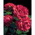 Картина за номерами Strateg ПРЕМІУМ Троянди на чорному фоні розміром 40х50 см (AH1187-18)